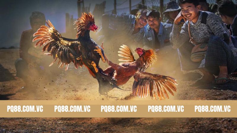 Đá Gà PQ88Đá Gà PQ88 - Khám Phá Các Trận Chiến Đẳng Cấp Nhất 3 Khám phá ngay các thể loại đá gà PQ88 được săn đón