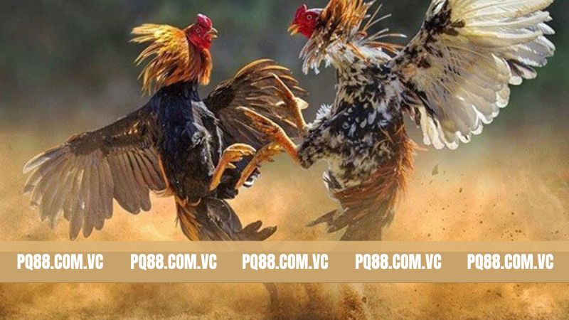 Đá Gà PQ88Đá Gà PQ88 - Khám Phá Các Trận Chiến Đẳng Cấp Nhất 1 Sơ lược vài điều về sân chơi hot nhất 2025