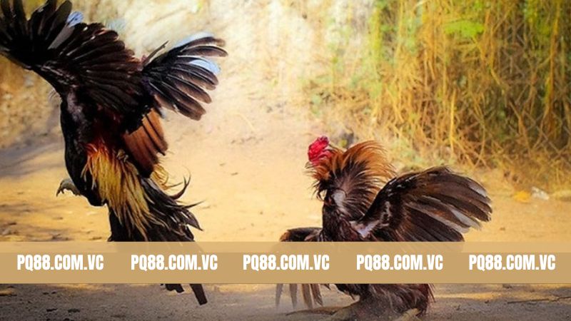Đá Gà PQ88Đá Gà PQ88 - Khám Phá Các Trận Chiến Đẳng Cấp Nhất 2 Top những điểm ấn tượng có mặt tại đá gà PQ88